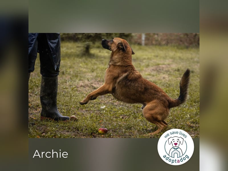 Archie: Kämpfer sucht Zuhause
