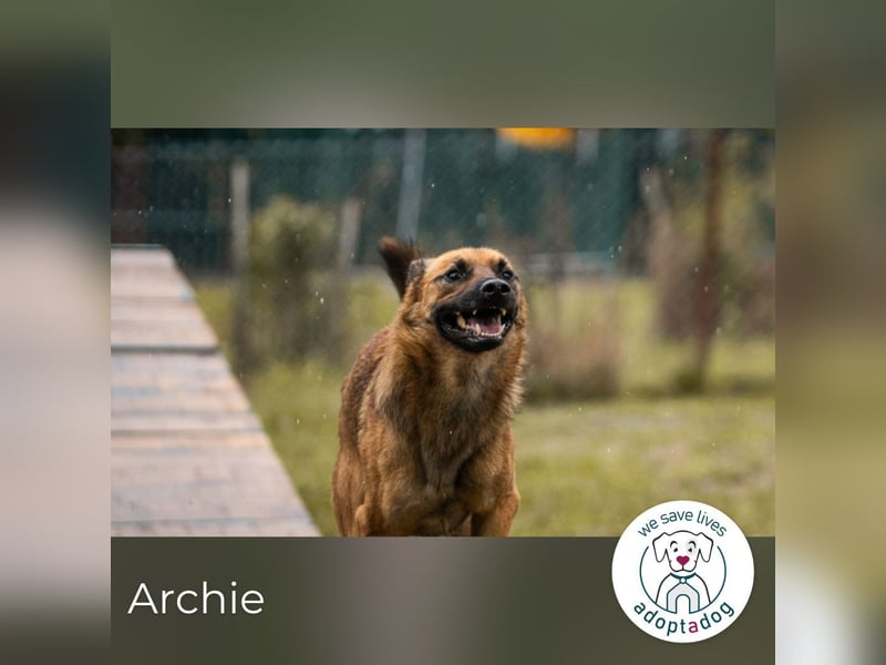 Archie: Kämpfer sucht Zuhause