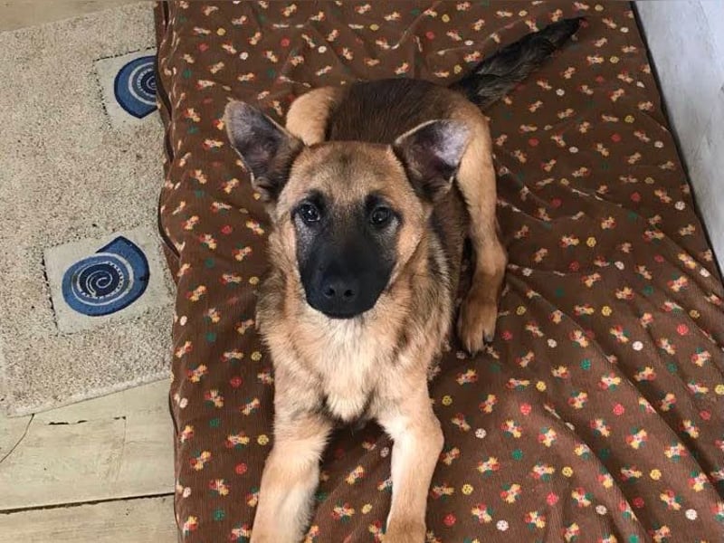 Archie: Kämpfer sucht Zuhause