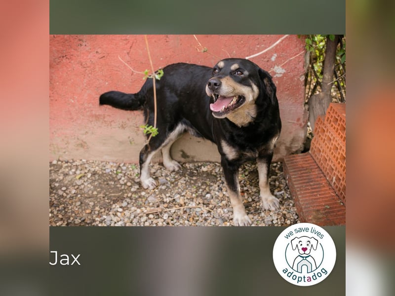 Jax: Gentleman auf vier Pfoten