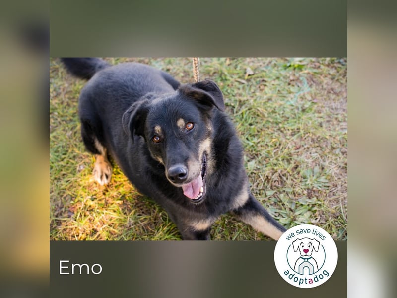 Emo: Bereit für ein Zuhause!