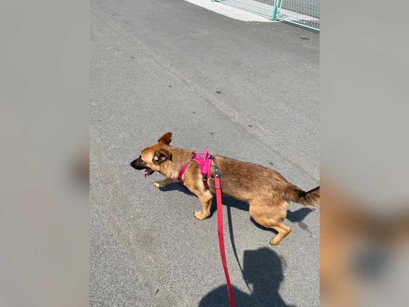 Archie: Kämpfer sucht Zuhause