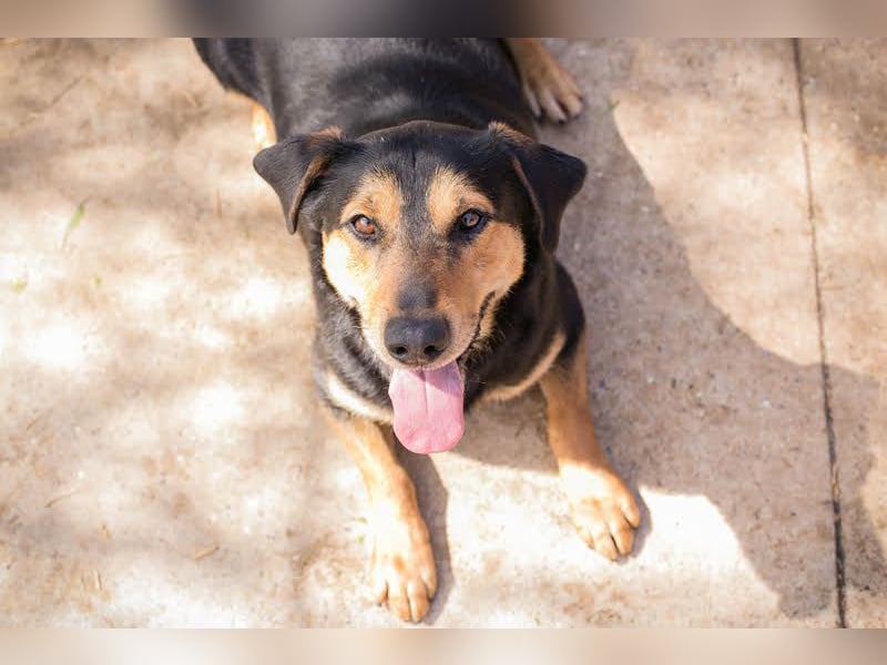 Jack: Ein Hund zum Pferdestehlen!