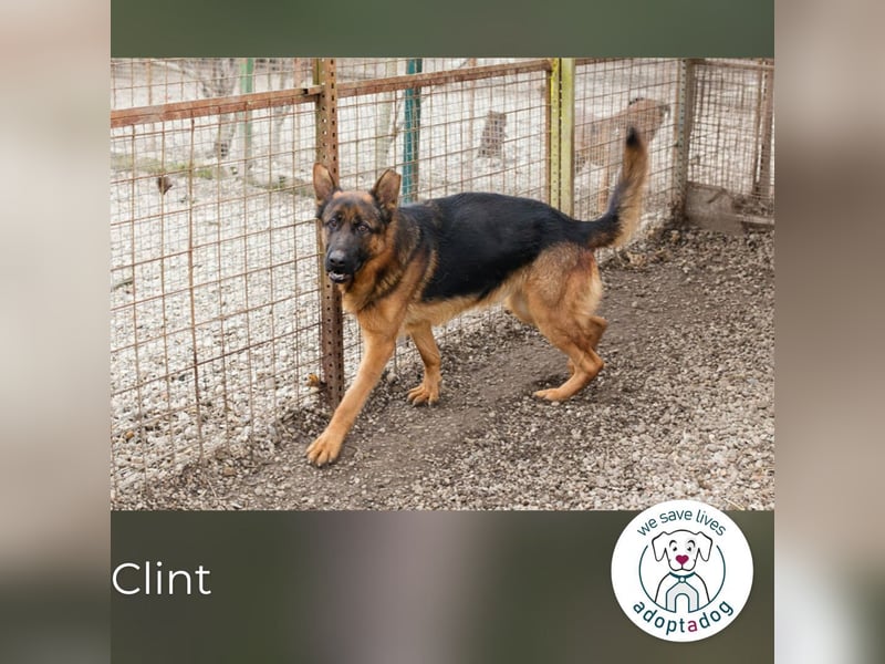 Clint: Hält es im Shelter kaum aus