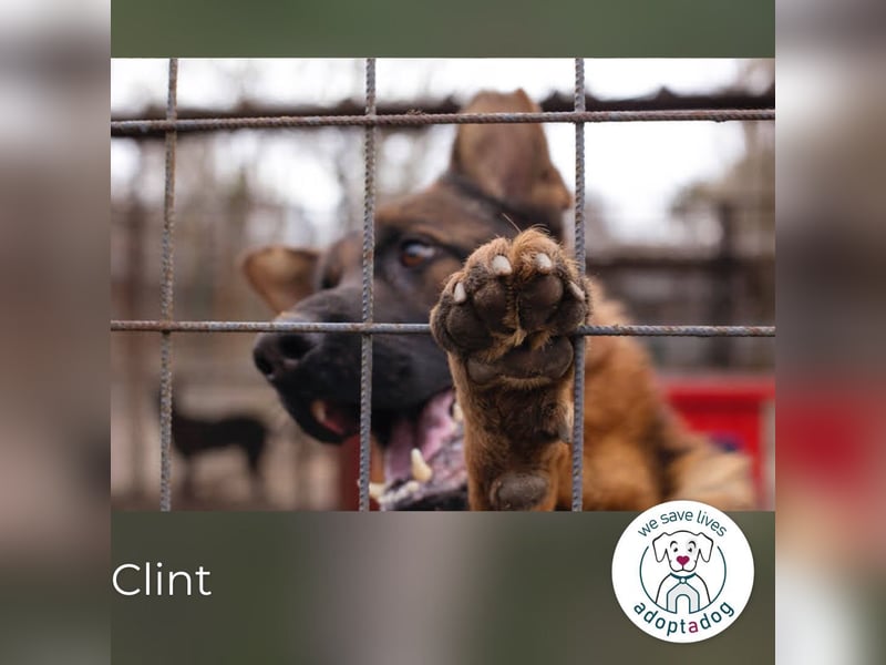 Clint: Hält es im Shelter kaum aus