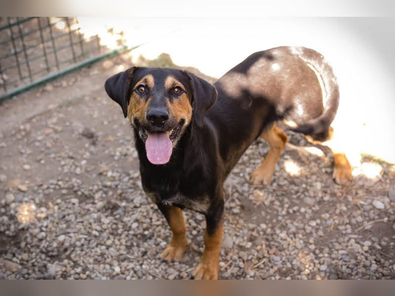 Jack: Ein Hund zum Pferdestehlen!