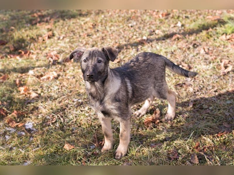 Filou – sensibler Junghund die Welt entdecken