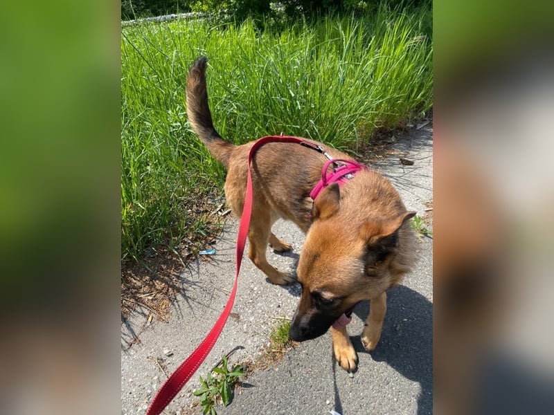 Archie: Kämpfer sucht Zuhause
