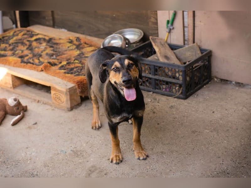 Jack: Ein Hund zum Pferdestehlen!