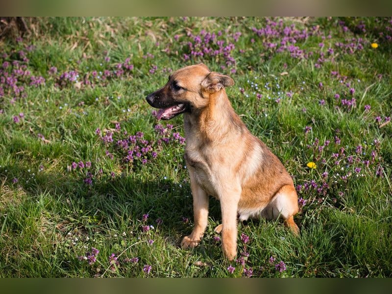 Archie: Kämpfer sucht Zuhause