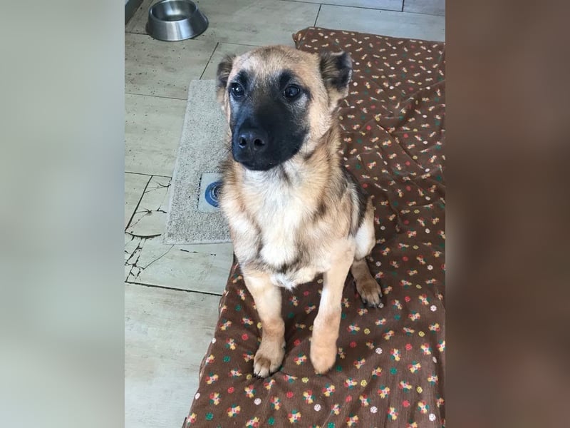 Archie: Kämpfer sucht Zuhause