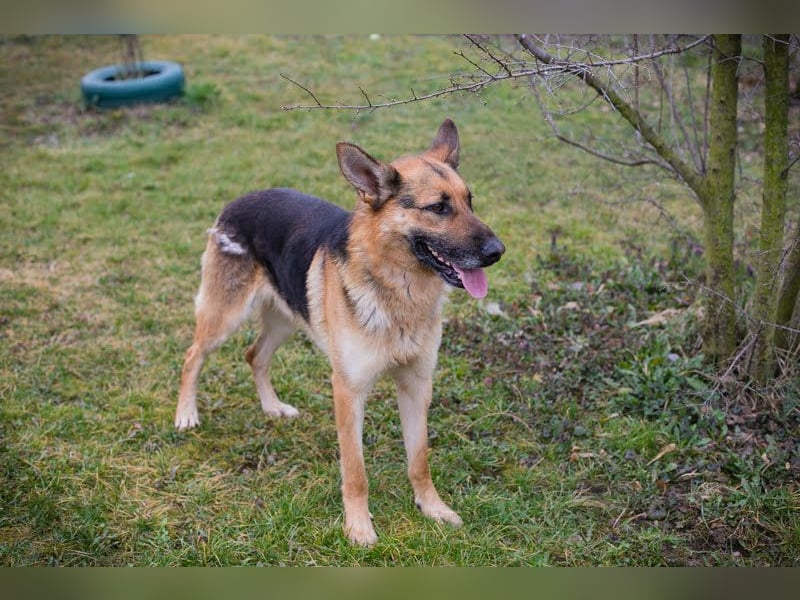 Flash – Dein Partner mit der kalten Schnauze