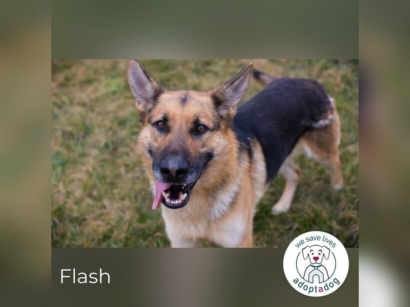 Flash – Dein Partner mit der kalten Schnauze