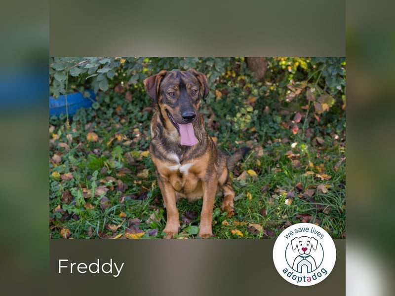 Freddy – Verspielter Entdecker sucht dich