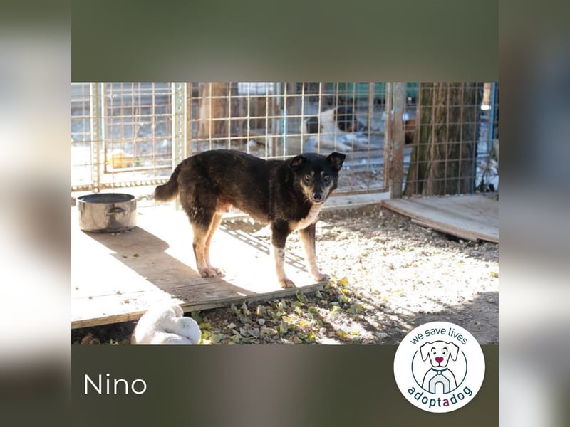 Nino- Step by Step zum großen Glück