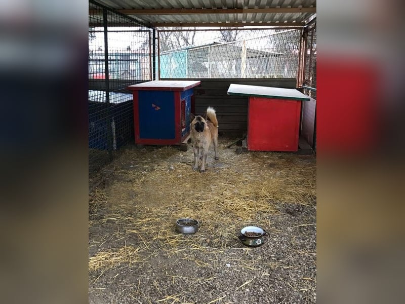 Juan: schüchterner Rüde