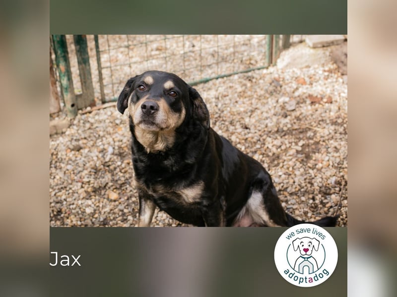Jax: Gentleman auf vier Pfoten