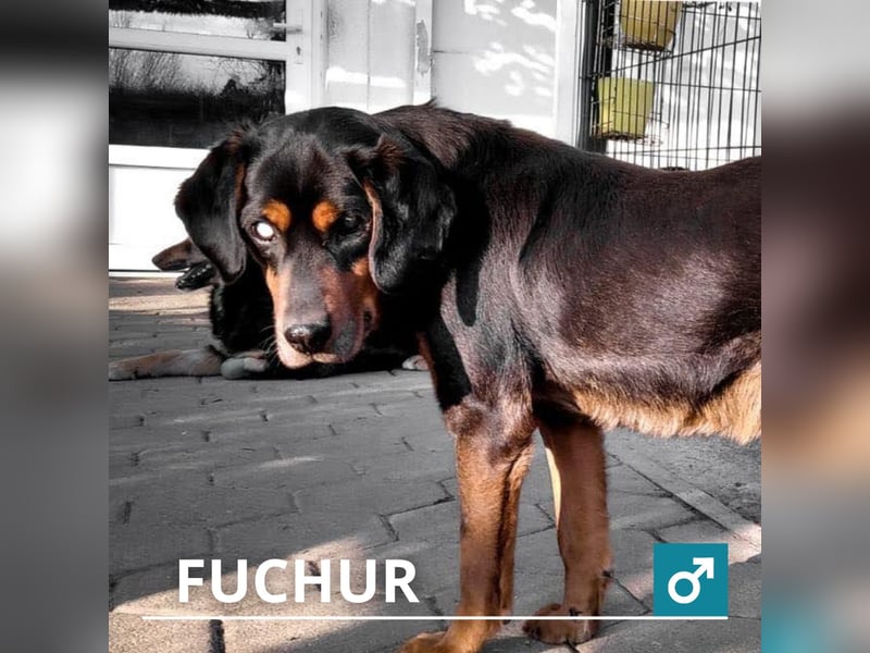 Fuchur: Will endlich sein Glück finden