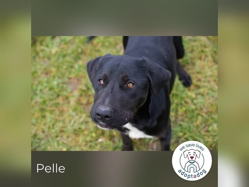 Pelle – verspielt, fröhlich und verträumt