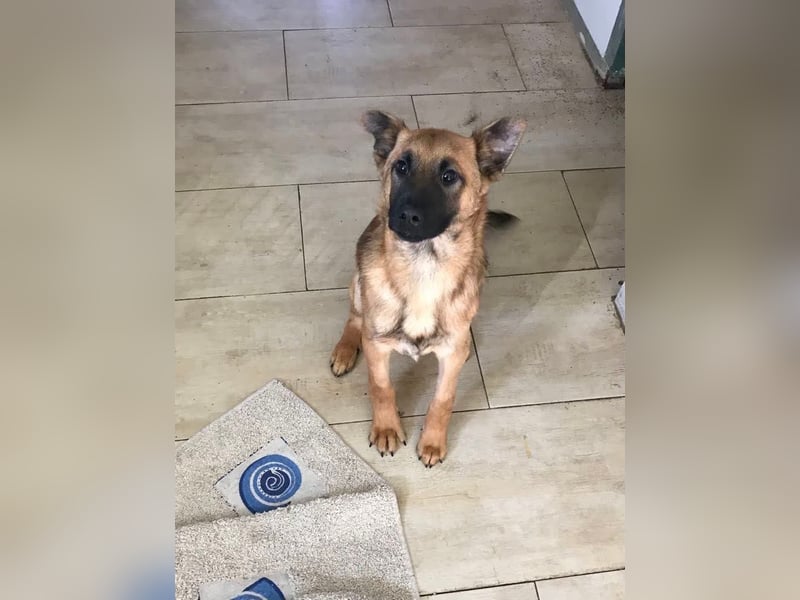 Archie: Kämpfer sucht Zuhause