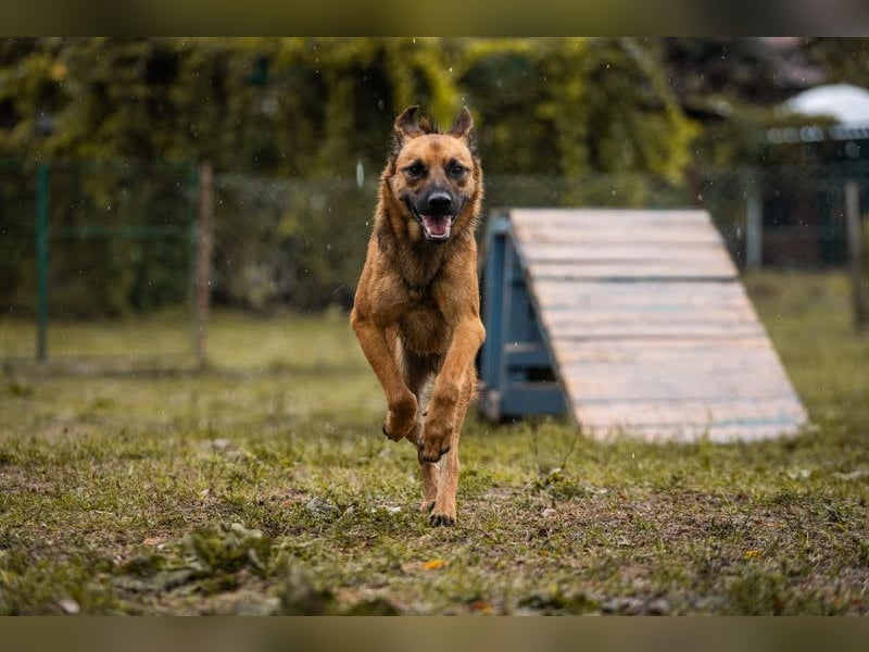 Archie: Kämpfer sucht Zuhause