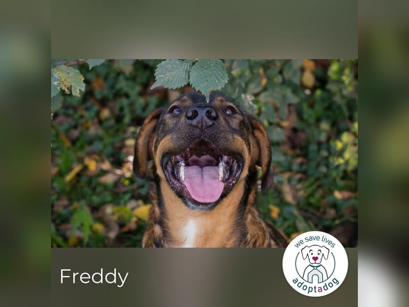 Freddy – Verspielter Entdecker sucht dich