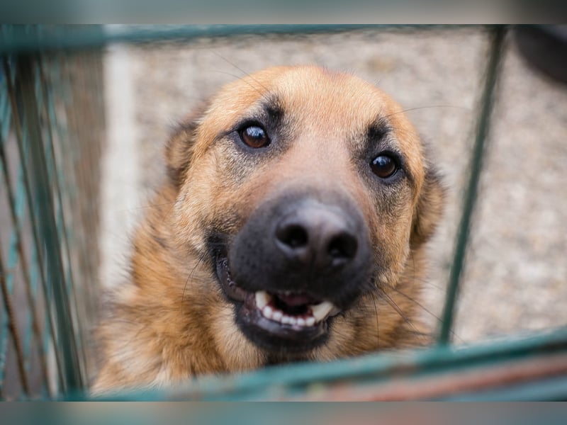 Archie: Kämpfer sucht Zuhause