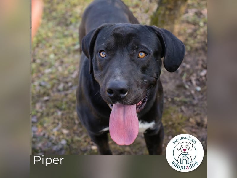 Piper: verdient eine zweite Chance