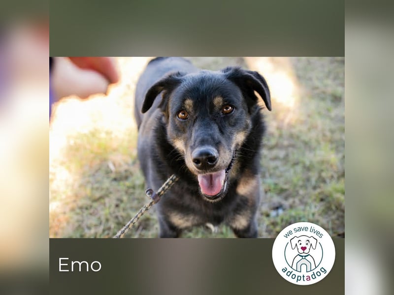 Emo: Bereit für ein Zuhause!