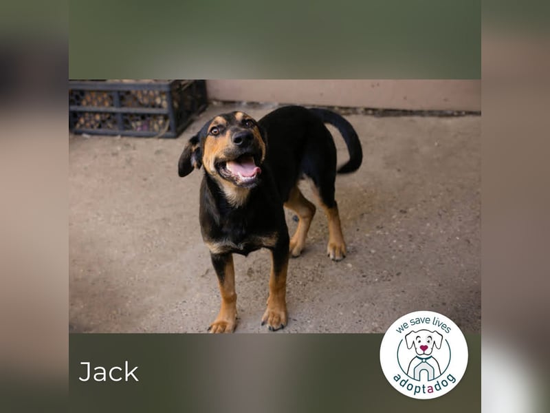 Jack: Ein Hund zum Pferdestehlen!
