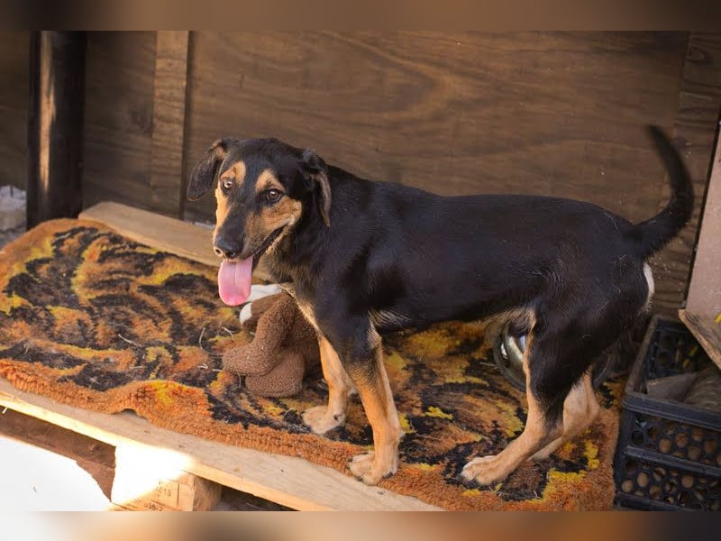 Jack: Ein Hund zum Pferdestehlen!