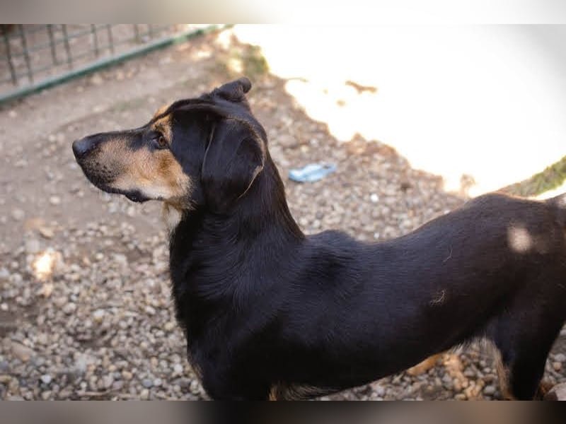 Jack: Ein Hund zum Pferdestehlen!
