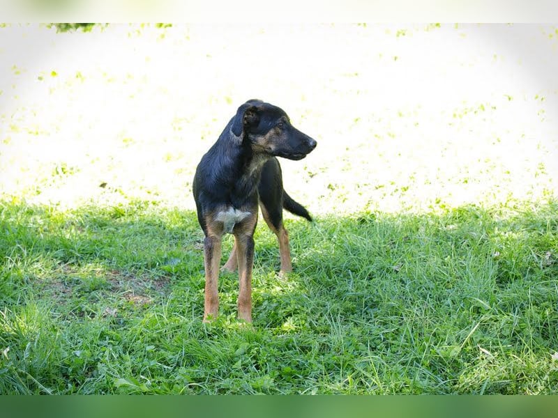 Darcy – Sensible Seele auf der Suche nach Lieblingsmenschen