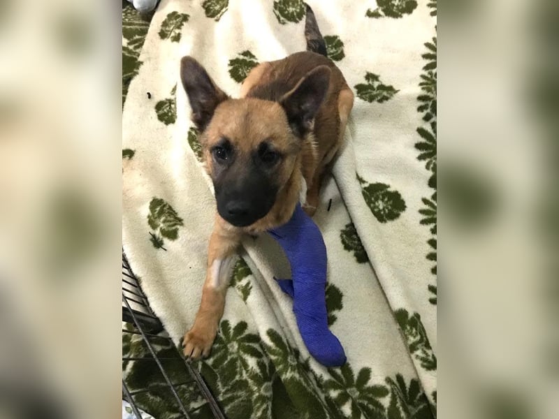 Archie: Kämpfer sucht Zuhause