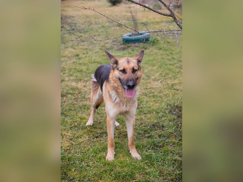 Flash – Dein Partner mit der kalten Schnauze