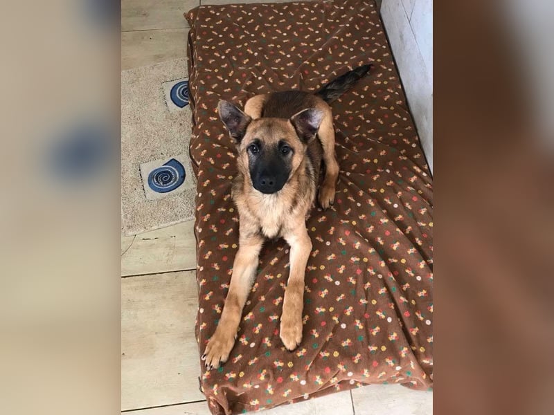 Archie: Kämpfer sucht Zuhause