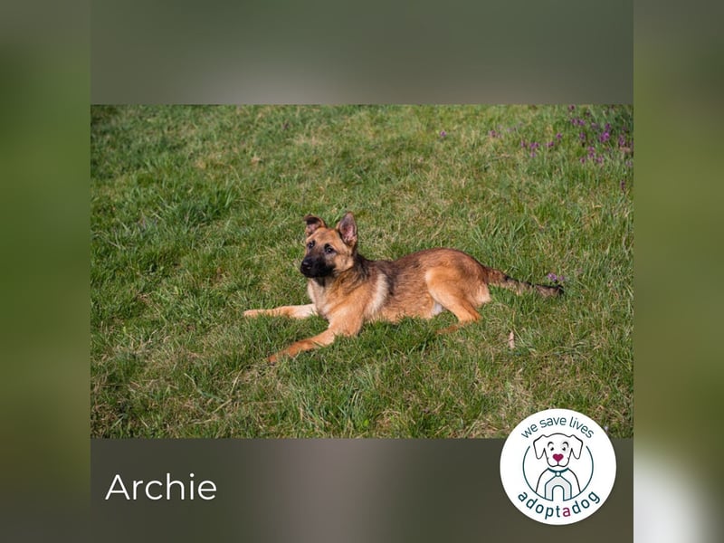 Archie: Kämpfer sucht Zuhause