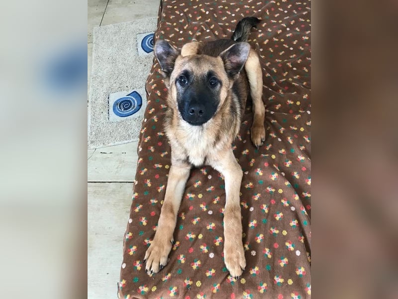 Archie: Kämpfer sucht Zuhause