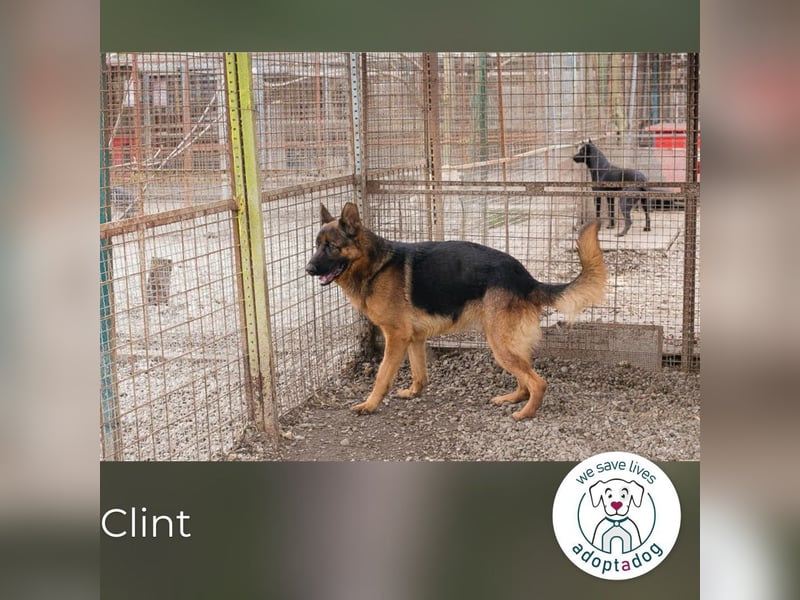 Clint: Hält es im Shelter kaum aus