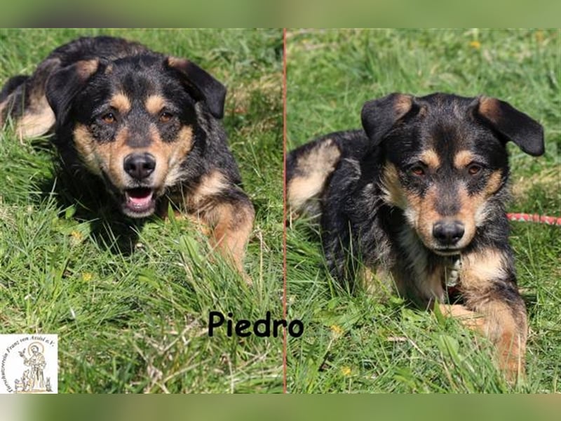 Pedro - rauhe Schnauze, weicher Kern