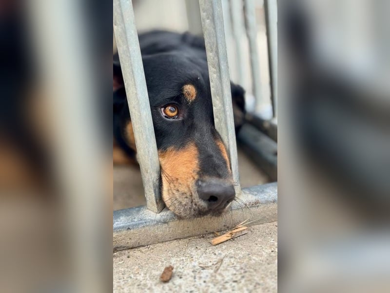 Anubis, fröhlicher Kerl sucht aktive Menschen