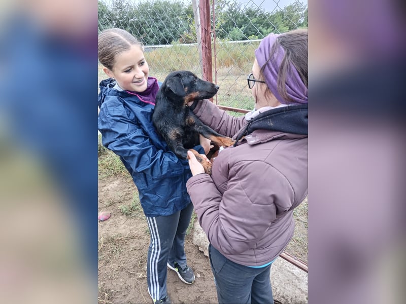 Forest sucht sein Zuhause