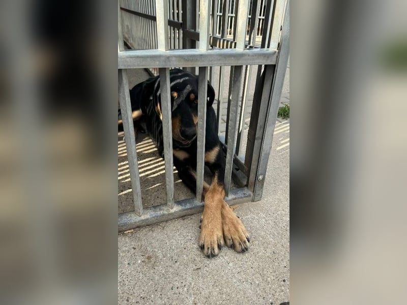 Anubis, fröhlicher Kerl sucht aktive Menschen