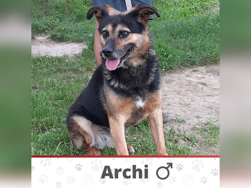 ARCHI ❤  wartet in 27367 Sottrum auf Dich