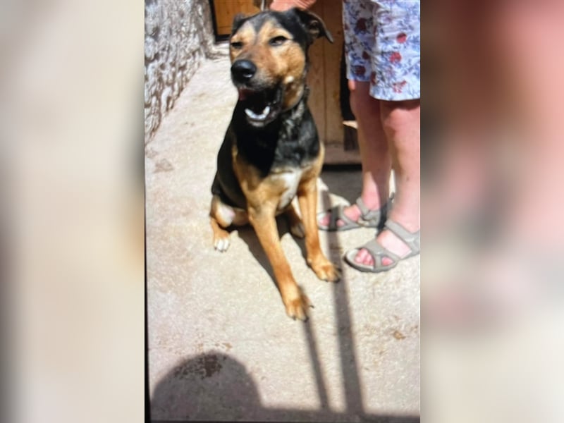 MAVERICK ❤ sucht Zuhause oder Pflegestelle