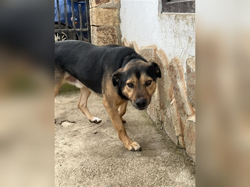 MAVERICK ❤ sucht Zuhause oder Pflegestelle
