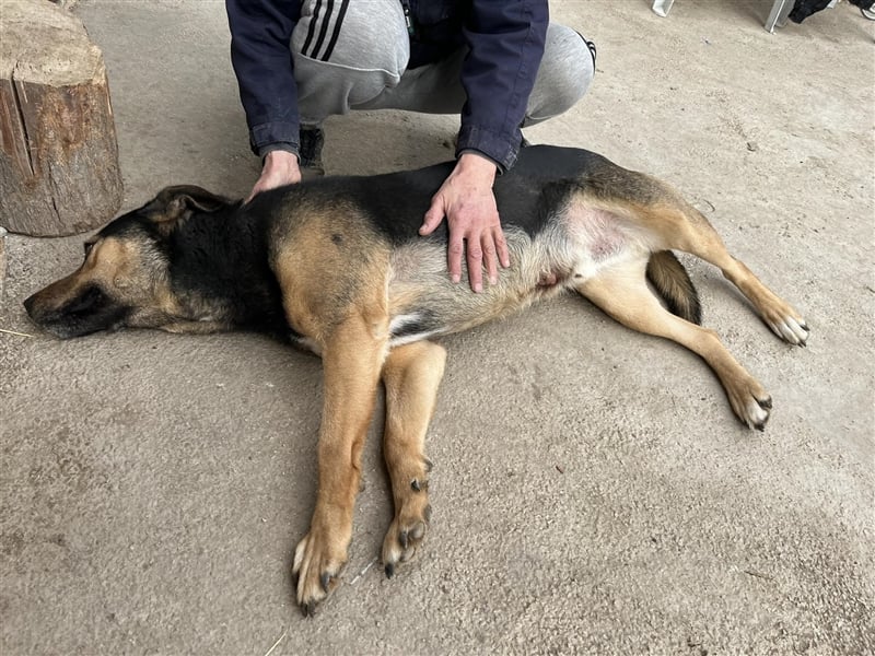 MAVERICK ❤ sucht Zuhause oder Pflegestelle