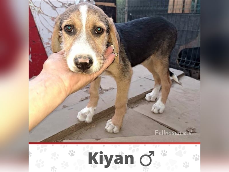 KIYAN ❤️  wartet in 29683 Bad Fallingbostel auf Dich