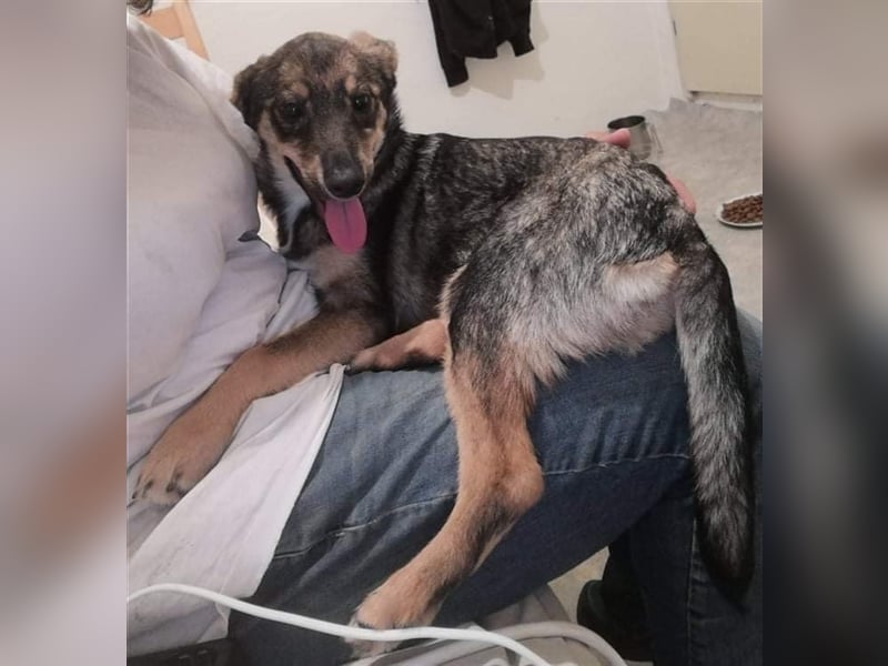 TIMO ❤  sucht Zuhause oder Pflegestelle