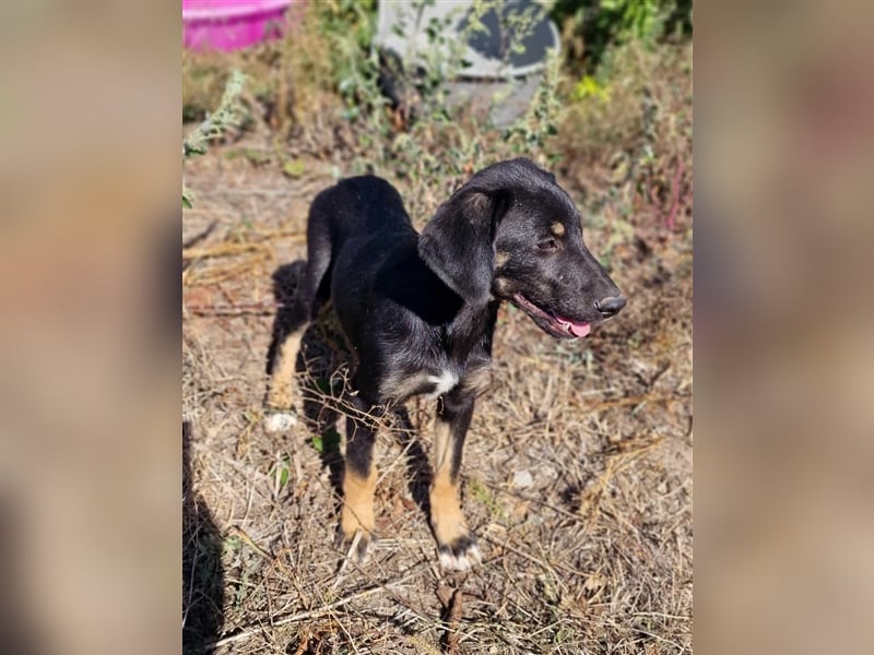 YONI ❤ wartet in 42477 Radevormwald auf DICH